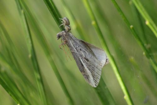 Chesias legatella